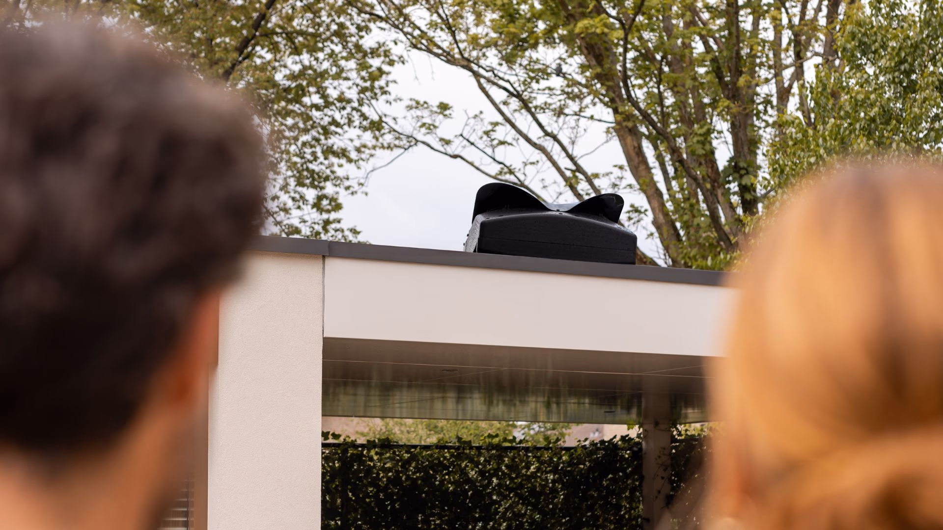 Een foto van een Weheat Blackbird